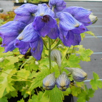 Delphinium cashmerianum